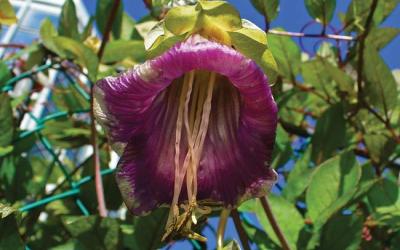Cobaea scandens