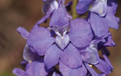 Consolida ajacis, Delphinium ajacis