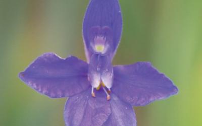 Consolida regalis, Delphinium consolida