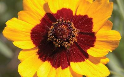 Coreopsis grandiflora