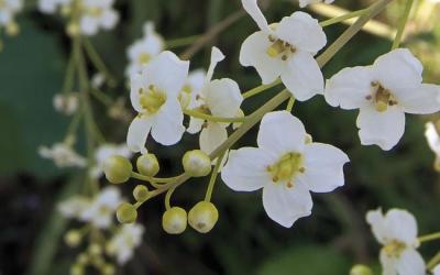 Crambe cordifolia