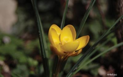 Crocus chrysanthus