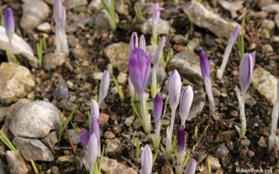 Crocus tommasinianus