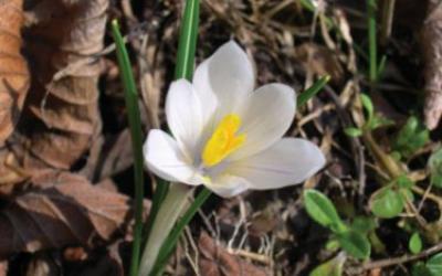 crocus vernus