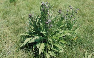 Cynoglossum officinale