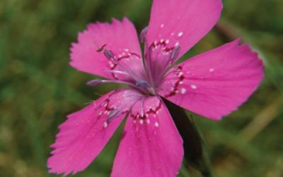 Dianthus armeria