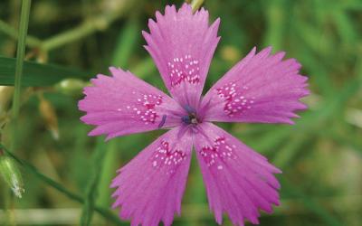 Dianthus deltoïdes