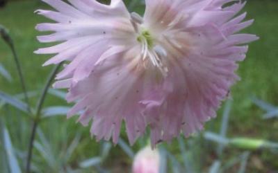 Dianthus gratianopolitanus