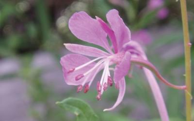 Epilobium angustifolium
