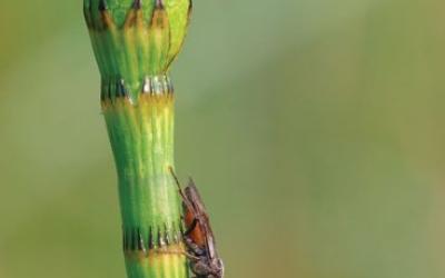 Equisetum fluviatile