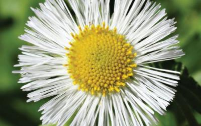 Erigeron annuus