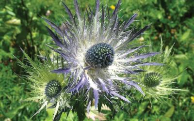 Eryngium alpinum