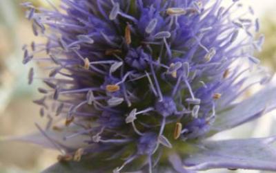 Eryngium maritimum