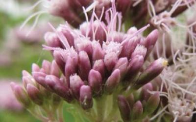 Eupatorium cannabinum