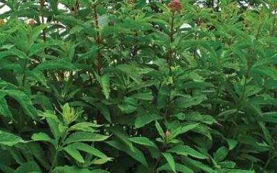 Eupatorium purpureum