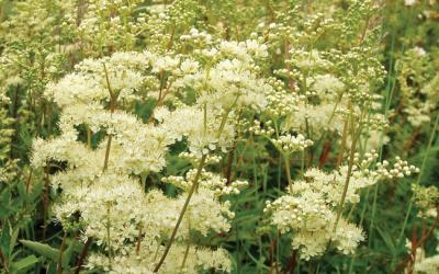 Filipendula ulmaria
