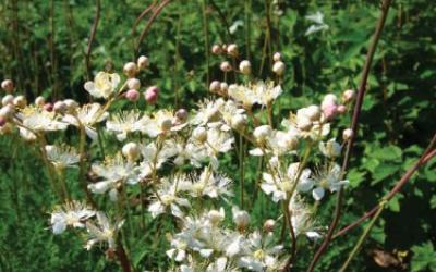 Filipendula vulgaris
