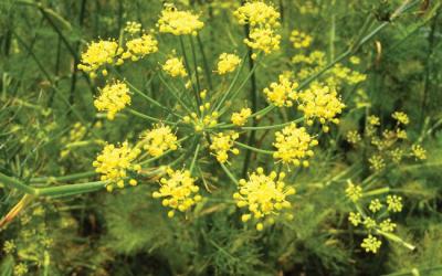 Foeniculum vulgare