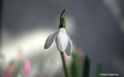 Galanthus elwesii