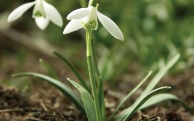 Galanthus nivalis