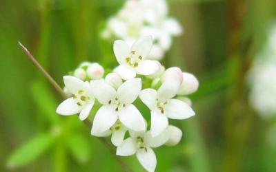 Galium palustre