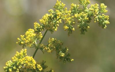 Galium verum