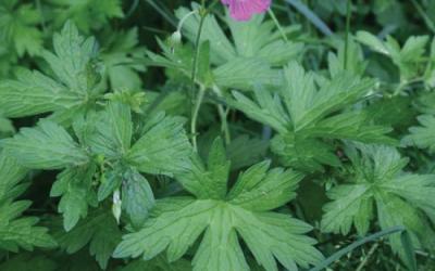 Geranium palustre
