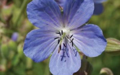 Geranium pratense