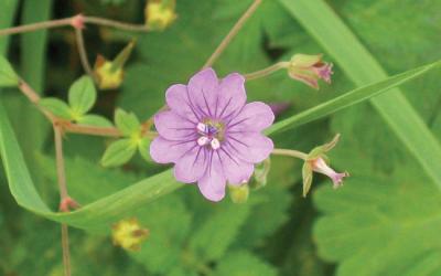 Geranium pyrenaicum