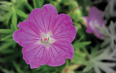 Geranium sanguineum