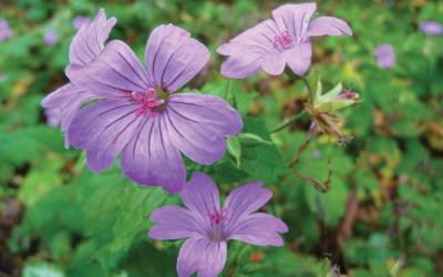 Geranium x magnificum