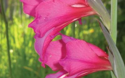 Gladiolus communis