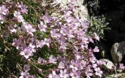 Gysophila repens