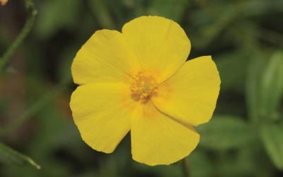 Helianthemum nummularium