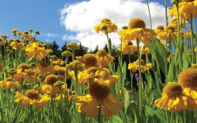 Helianthus decapetalus