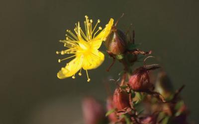 Hypericum perforatum