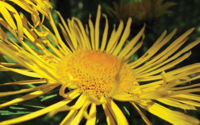 Inula helenium
