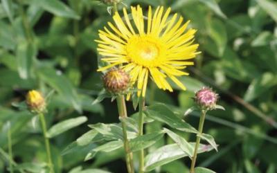 Inula salicina