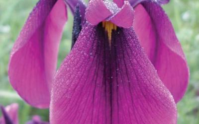 Iris ensatasyn. Iris kaempferi