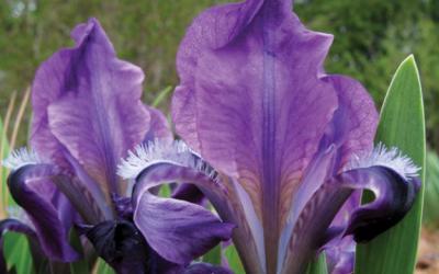 Iris pumila