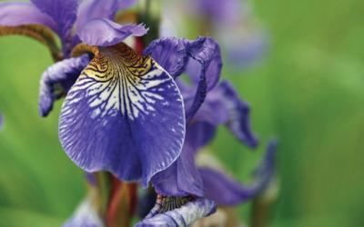 Iris siberica