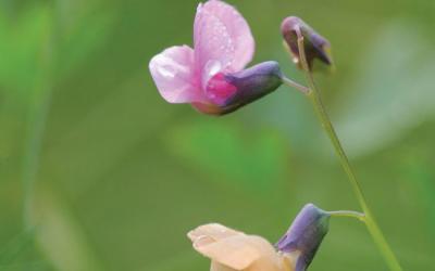 Lathyrus linifolius