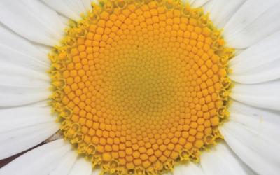 Leucanthemum vulgare