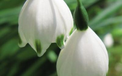 Leucojum aestuvum
