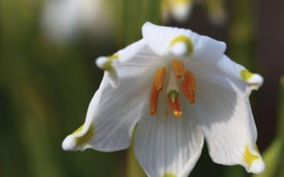 Leucojum vernum