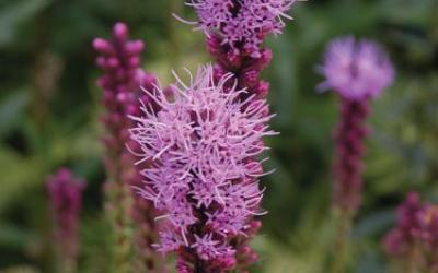 Liatris spicata