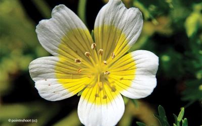 Limnanthes douglasii