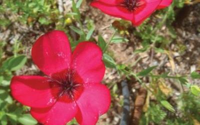 Linum grandiflorum