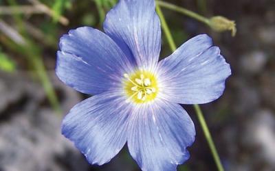 Linum perenne