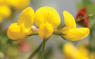 lotus corniculatus